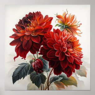 Red Dahlias Flower Art Print Poster
