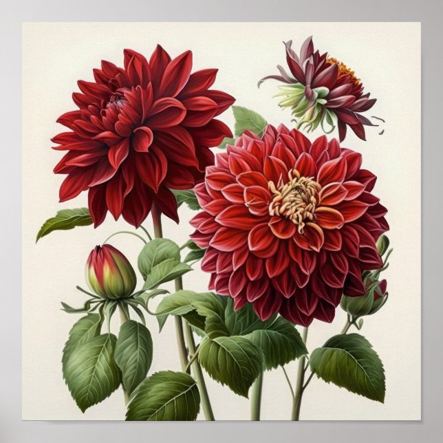 Red Dahlias Flower Art Print Poster (Front)