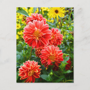 Red Dahlias Postcard