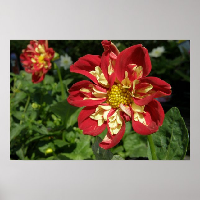 Red Dahlias Poster (Front)