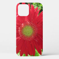 Red Daisy Floral Photography 