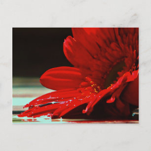 Red Daisy Gerbera Flower Postcard