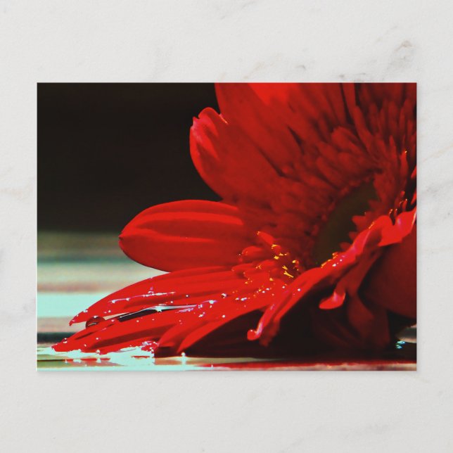 Red Daisy Gerbera Flower Postcard (Front)