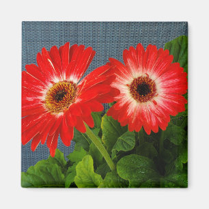 Red Daisy Magnet
