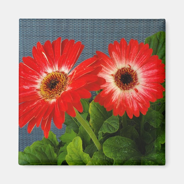 Red Daisy Magnet (Front)