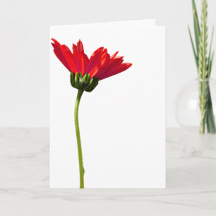 Red Daisy Simplicity All Occasion Greeting Card