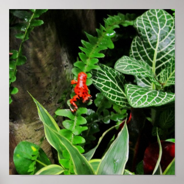 Red Dart Frog Poster (Front)
