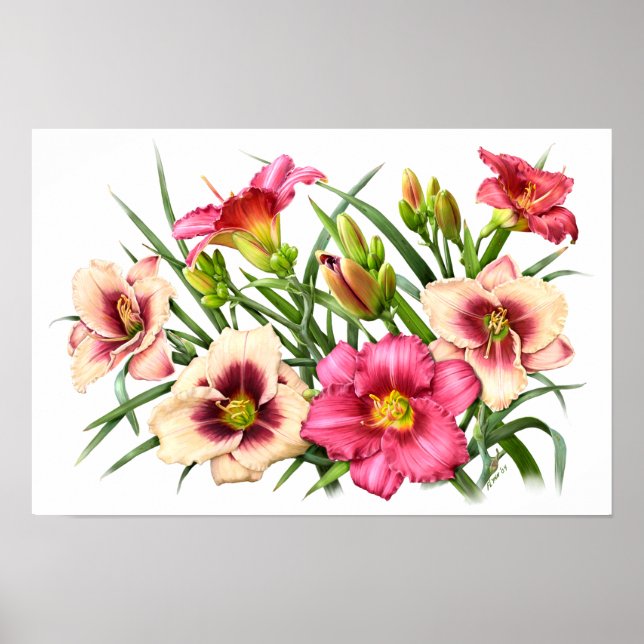 Red Daylilies Botanical Art Print (Front)