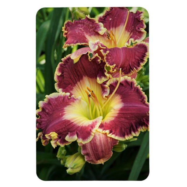 Red Daylilies Magnet (Vertical)