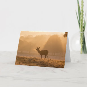 Red Deer at Dawn Greeting Card