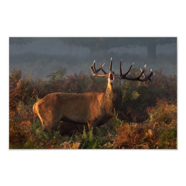 Red Deer at Dawn Print (Front)