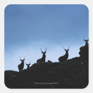 RED DEER (CERVUS ELAPHUS) SILHOUETTED AGAINST SQUARE STICKER