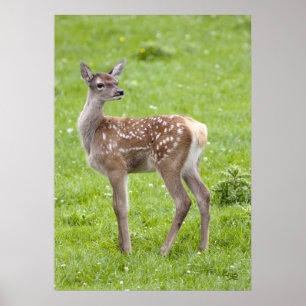 Red Deer Fawn Print