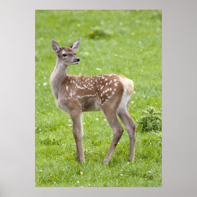 Red Deer Fawn Print (Front)