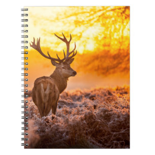 Red Deer in Morning Sun. deer,animal,wildlife,natu Notebook