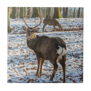 Red Deer in Snow Tile