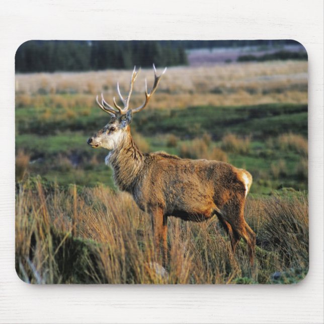 Red Deer Mousepad (Front)