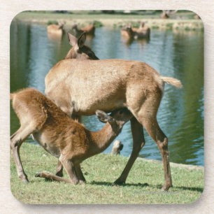 Red deer nursing offspring coaster