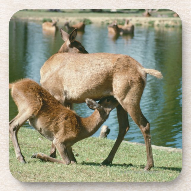 Red deer nursing offspring coaster (Front)