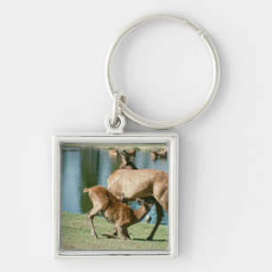 Red deer nursing offspring key ring