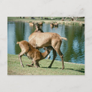 Red deer nursing offspring postcard