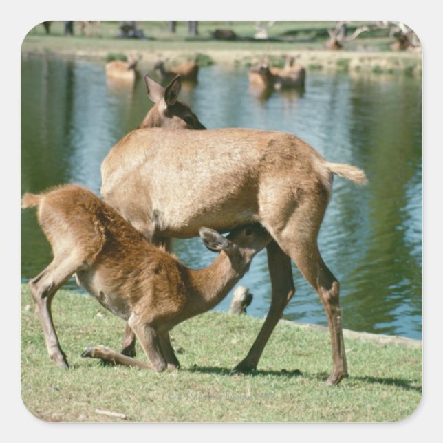Red deer nursing offspring square sticker (Front)