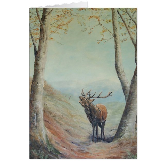 Red deer stag bellowing in a highland glen. (Front)
