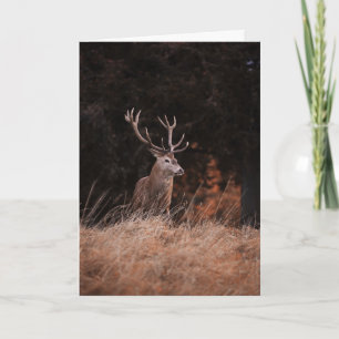Red Deer Stag Card