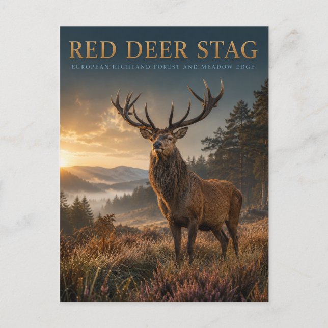 Red Deer Stag Highland Meadow ANIMALS Postcard (Front)
