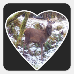 Red Deer Stag in Snow Winter Wildlife Forest Art Square Sticker