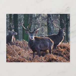 Red Deer Stag Portrait In Autumn Fall Winter Postcard