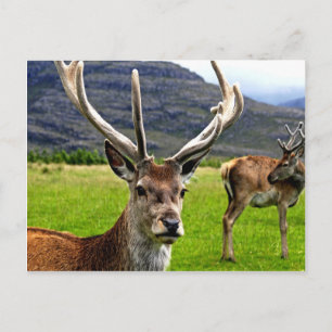 Red Deer Stag Postcard