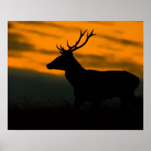 Red Deer Stag Silhouette at Sunset Wildlife Photog