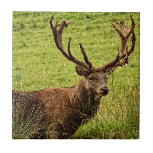Red Deer Stag Tile