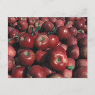 Red Delicious Apple Crop Postcard