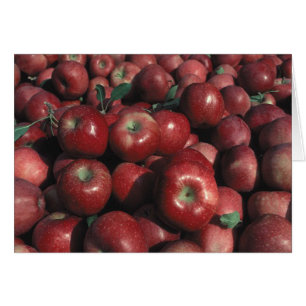 Red Delicious Apple Photo Blank Greeting