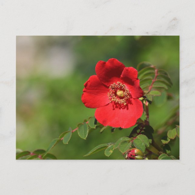 Red Delight Postcard (Front)