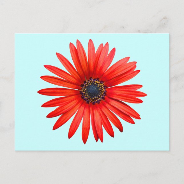 Red Devil Postcard (Front)