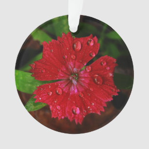 Red Dianthus With Raindrops Ornament