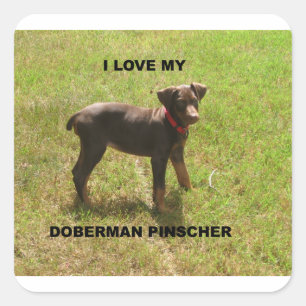 Red_doberman_love w pic square sticker