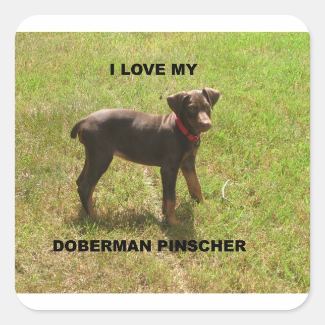 Red_doberman_love w pic square sticker (Front)