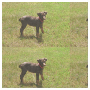 Red_doberman_puppy.png Fabric