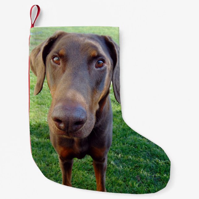 Red doberman small christmas stocking (Front)
