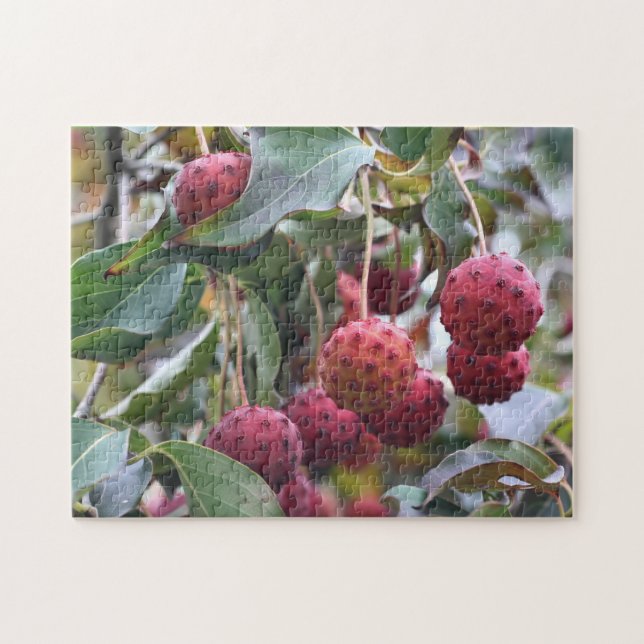 Red Dogwood Fruit Nature  Jigsaw Puzzle (Horizontal)