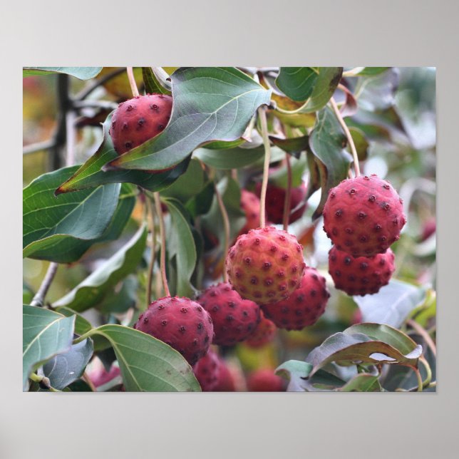 Red Dogwood Fruit Nature Poster (Front)
