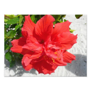 Red Double Hibiscus Flower Photo Print