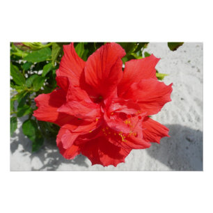 Red Double Hibiscus Flower Poster