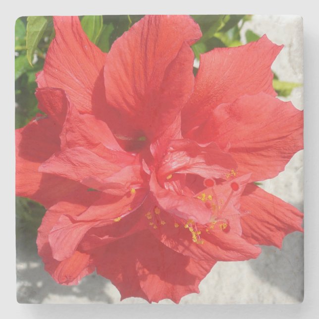 Red Double Hibiscus Flower Stone Coaster (Front)