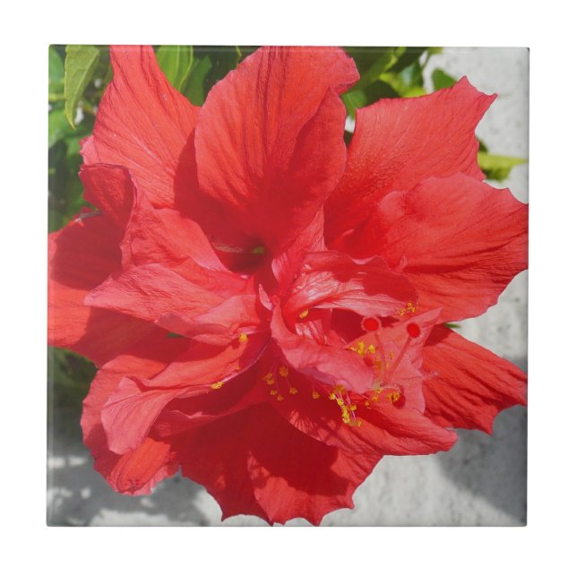Red Double Hibiscus Flower Tile (Front)