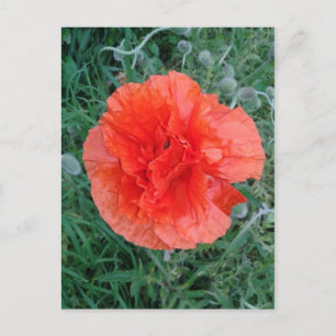 Red Double Poppy Floral Postcard